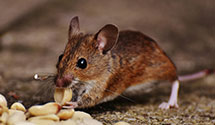 24 Hour & Emergency Exterminators in Countryside, KS
